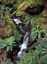 Dart River Tributary